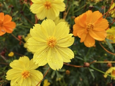 Cosmos, Sunset Profusion, 100 seeds