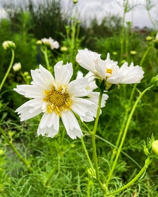 Psyche White Cosmos, 30 seeds