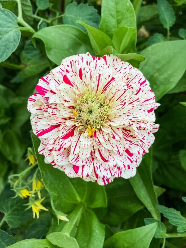 Candy Cane Zinnia, 25 seeds