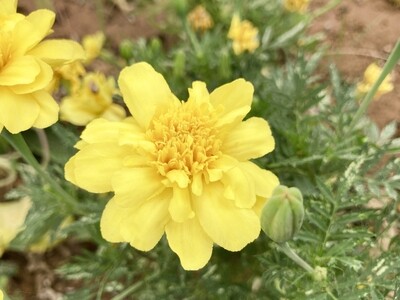 Marigold, Buttercream, 50 seeds