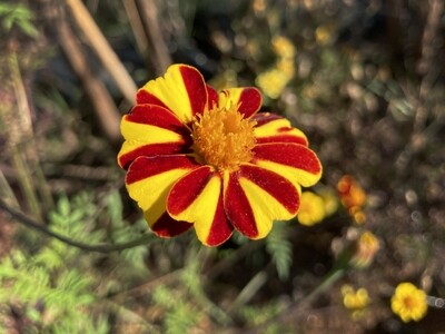 Marigold, Pinwheel, 50 seeds