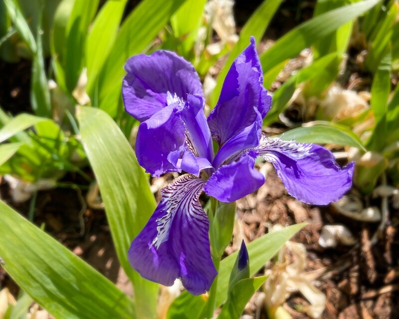 Crested Iris Tectorum, Purple Peacock