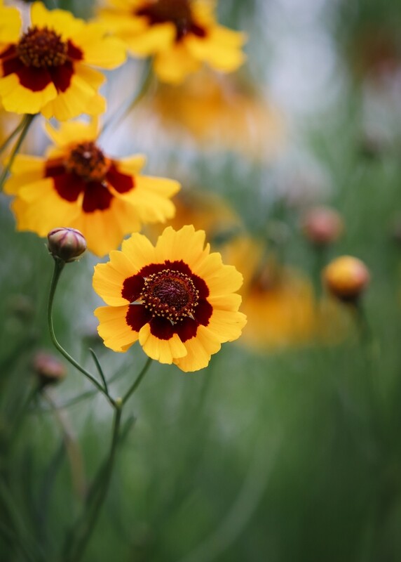 Plains Coreopsis, 50 seeds