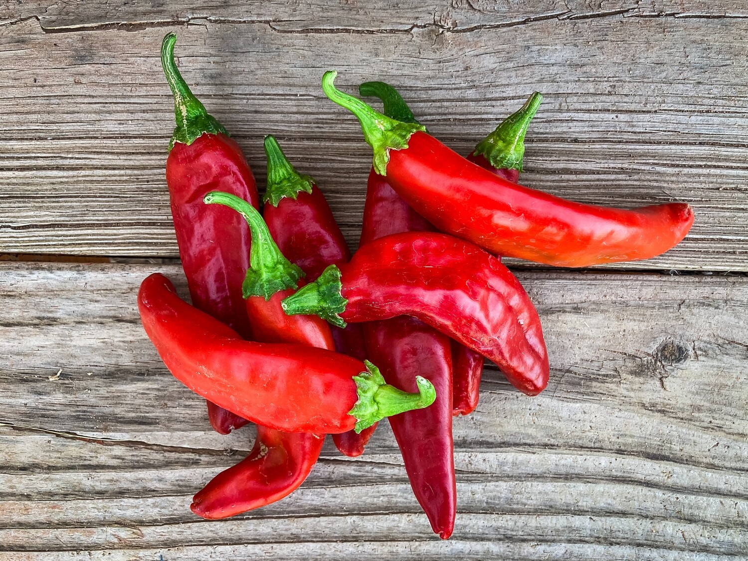 New Mexico Red Chile, mild, 30 seeds
