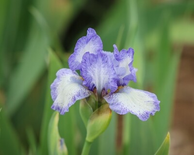 Bearded Iris, Easter Bonnet