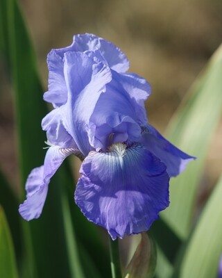 Bearded Iris, Light Lavender Lady