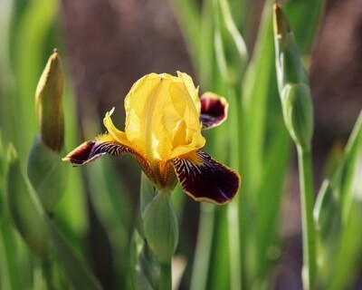 Dwarf Bearded Iris, Baby Bee