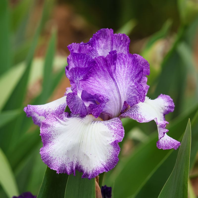 Grape Cake Bearded Iris