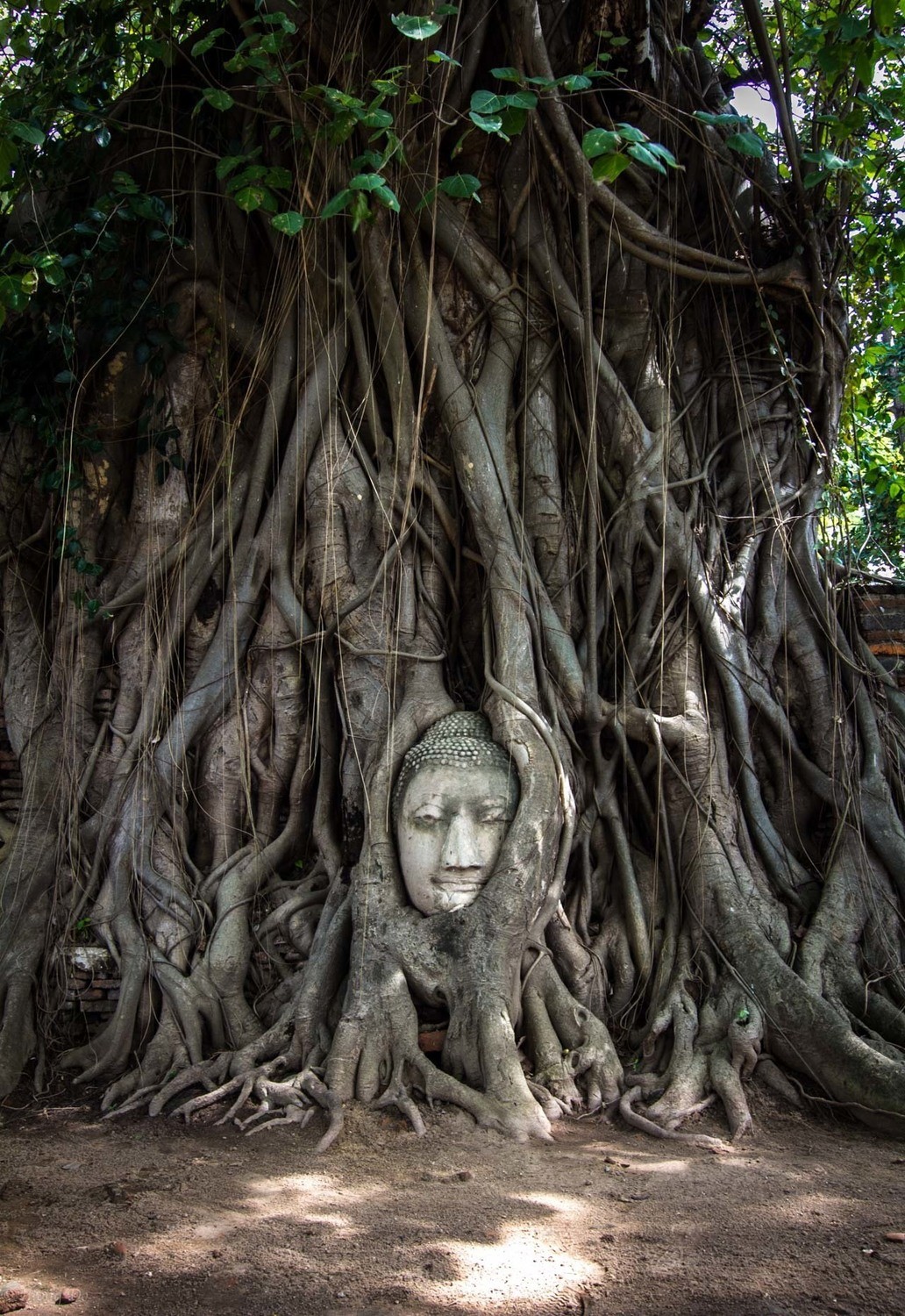 Buddha Portrait