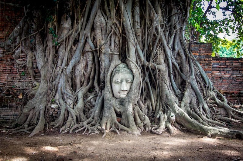 Buddha Landscape