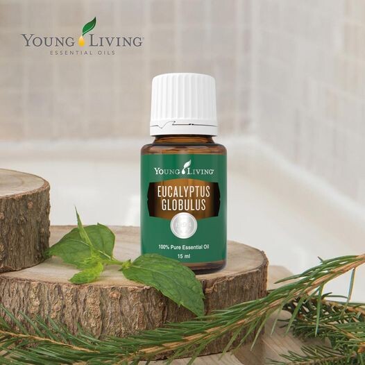 Eucalyptus Globulus 15ml