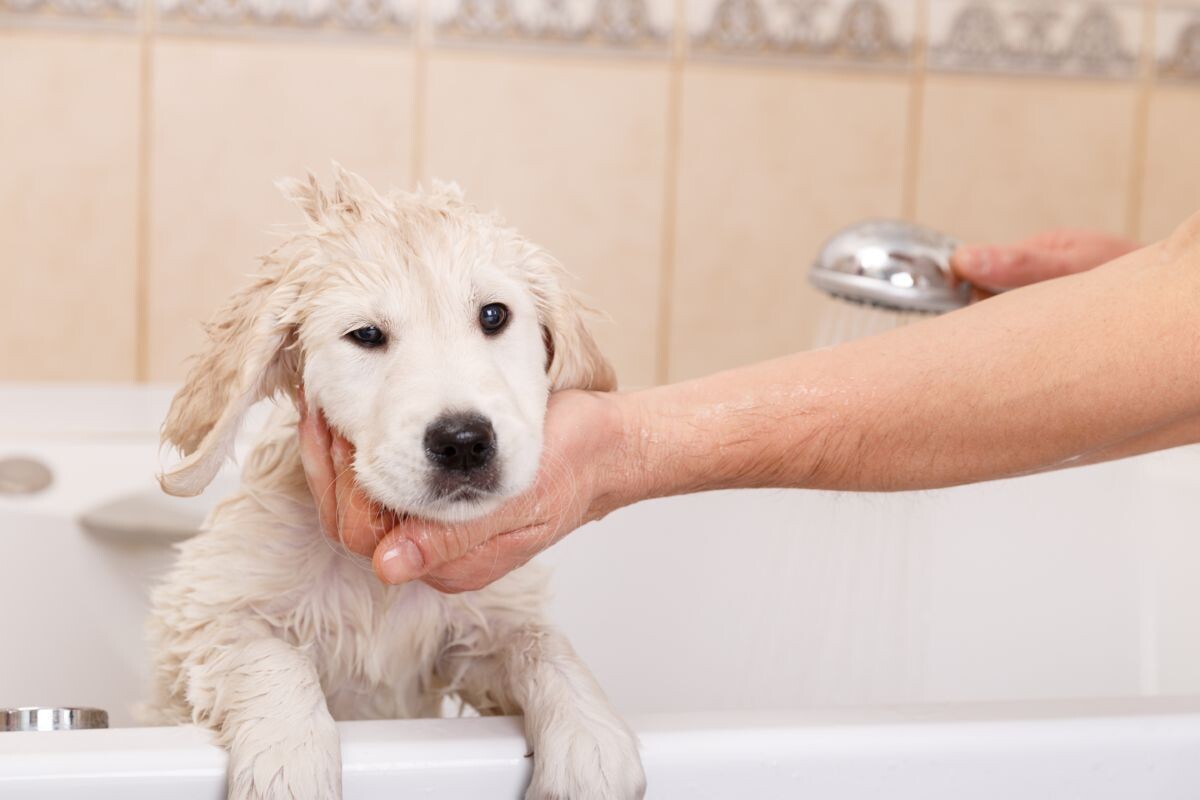 Puppyshampoo