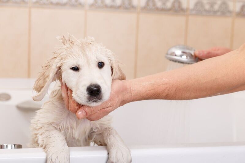 Puppyshampoo