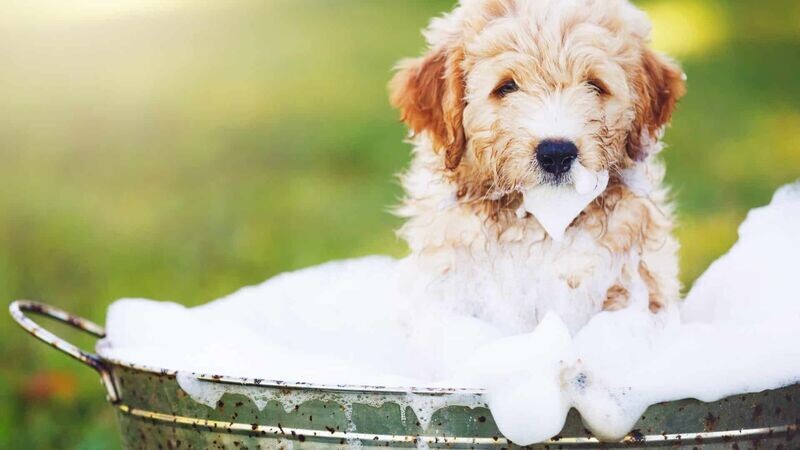 Puppy startset