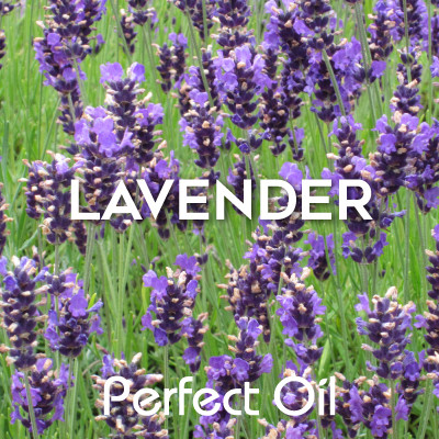 Lavender (40/42) - Essential Oil 100 ml