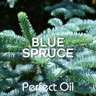 Picture of a blue spruce branch with the words blue spruce and perfect oil in white on top of the picture. 