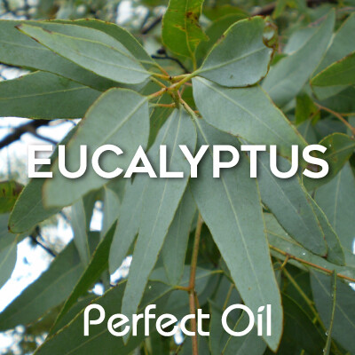 Eucalyptus - Home Fragrance Oil Bulk 16 oz.