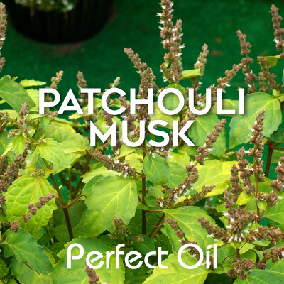 Picture showing a green leafy patchouli plant with the words patchouli musk and Perfect Oil in white on top of the image itself. 