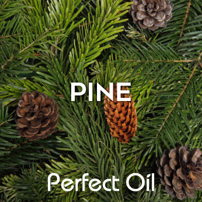 Picture showing four pinecones on a section of a pine tree with pine needles with the words pine and Perfect Oil in white on top of the image itself. 