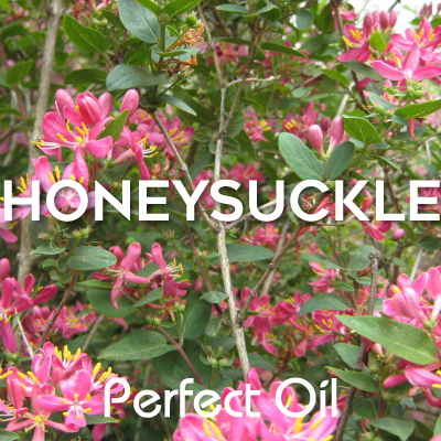 Picture of a honeysuckle shrub with pink flowers amid green leaves with the words honeysuckle and Perfect Oil in white on top of the image itself. 
