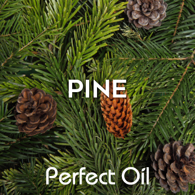 Picture showing four pinecones on a section of a pine tree with pine needles with the words pine and Perfect Oil in white on top of the image itself. 