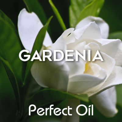 Picture showing a white gardenia with green leaves with the words gardenia and Perfect Oil in white on top of the image itself. 