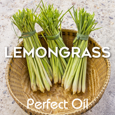 Picture showing three small bundles of lemongrass bound with green bands in a wicker basket on top of a stone table with the words lemongrass and Perfect Oil in white on top of the image itself. 