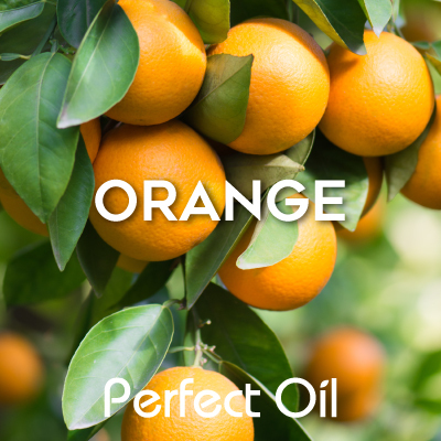 Picture showing ripe oranges on an orange tree branch with green leaves with the words orange and Perfect Oil in white on top of the image itself. 