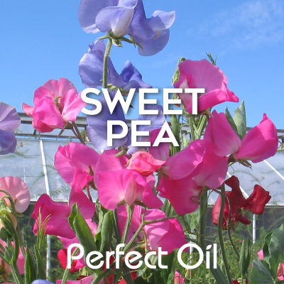 Picture showing a field of sweet pea flowers and plants with the words sweet pea and Perfect Oil in white on top of the image itself. 