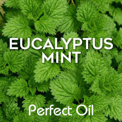 Picture showing leafy green peppermint plants and the words eucalyptus mint and Perfect Oil in white on top of the image itself. 