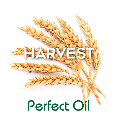 Picture showing seven wheat ears fanned across the background with the words harvest in white and Perfect Oil in green on top of the image itself. 
