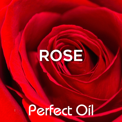 Picture of a red rose in bloom with the words rose and Perfect Oil in white on top of the image itself. 