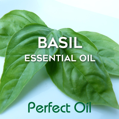 Picture showing a sprig of four basil leaves on a light blue background with the words basil essential oil in white and Perfect Oil in green on top of the image itself. 