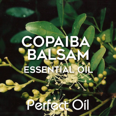 Picture showing copaiba balsam buds on a branch with leaves with the words copaiba balsam essential oil and Perfect Oil in white on top of the image itself. 