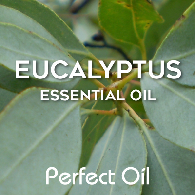 Picture showing eucalyptus leaves on a eucalyptus branch with the words eucalyptus essential oil and Perfect Oil in white on top of the image itself. 