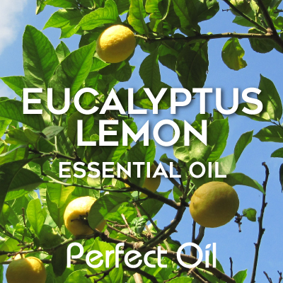 Picture showing several lemons on the branches of a tree against a blue sky with the words eucalyptus lemon essential oil and Perfect Oil in white on top of the picture itself. 