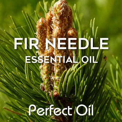 Picture showing a bud amid pine needles on a branch with the words fir needle and Perfect Oil in white on top of the image itself. 