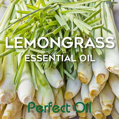 Picture showing a stack of lemongrass with the words lemongrass essential oil in white and Perfect Oil in green on top of the image itself. 