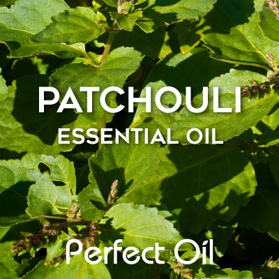 Picture showing the leaves and branches of a patchouli plant with the words patchouli essential oil and Perfect Oil in white on top of the image itself. 