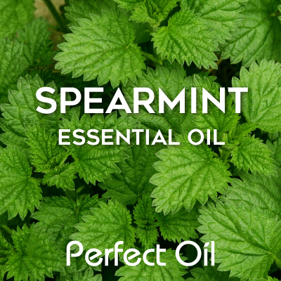 Picture showing numerous leaves on a spearmint plant with the words spearmint essential oil and Perfect Oil in white on top of the image itself. 