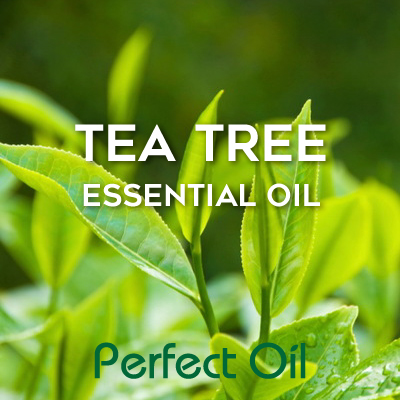 Picture showing some leaves on a tea tree plant with the words tea tree essential oil in white and Perfect Oil in green on top of the image itself. 