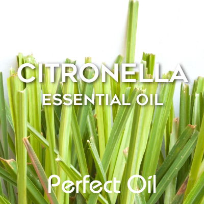 Picture showing a small field of citronella plants with the words citronella essential oil and Perfect Oil in white on top of the image itself. 