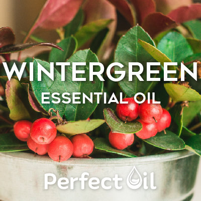 Picture showing wintergreen berries and leaves on branches above a white ceramic bowl with the words wintergreen essential oil and Perfect Oil in white on top of the image itself. 