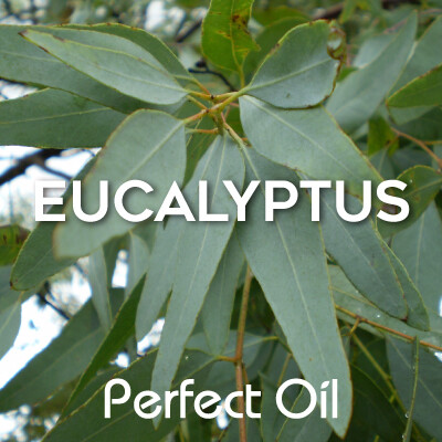 Picture showing a eucalyptus plant branch and leaves with the words eucalyptus and Perfect Oil in white on top of the image itself. 
