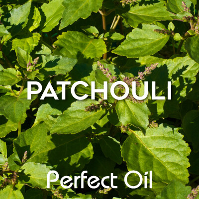 Picture showing a green leafy patchouli plant with the words patchouli and Perfect Oil in white on top of the image itself. 