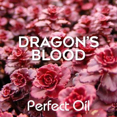 Picture showing numerous pink flowers with burgundy edges in bloom and the words dragon's blood and Perfect Oil in white on top of the image itself. 