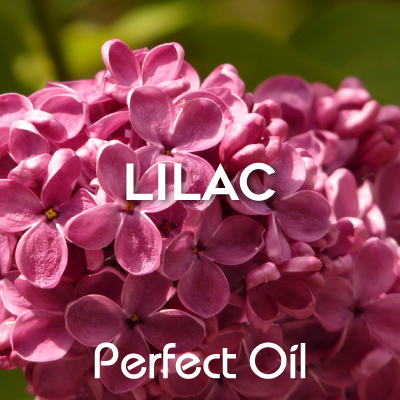 Picture showing lilac flowers blooming in front of greenery with the words lilac and Perfect Oil in white on top of the image itself. 