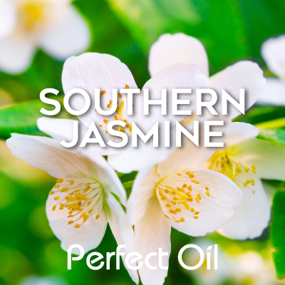 Picture showing white jasmine flowers with yellow anthers with jasmine leaves in the background and the words southern jasmine and Perfect Oil in white on top of the image itself. 