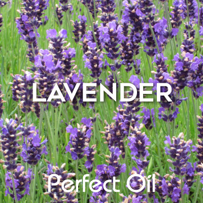 Picture of a field of lavender flowers and plants with the words lavender and Perfect Oil in white on top of the image itself. 