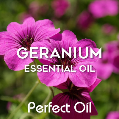 Picture showing a few purplish geranium flowers in front of a field of geranium flowers and plants with the words geranium essential oil and Perfect Oil in white on top of the image itself. 